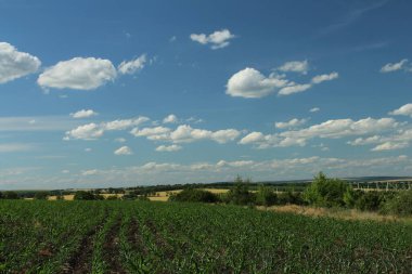 Buğday tarlası ve mavi gökyüzü