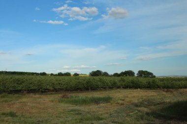 Yazın bir üzüm bağının güzel manzarası