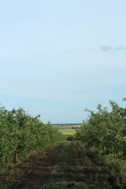 Arkasında mavi gökyüzü olan elma bahçeleri.
