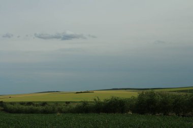 Buğday tarlası olan güzel bir manzara.