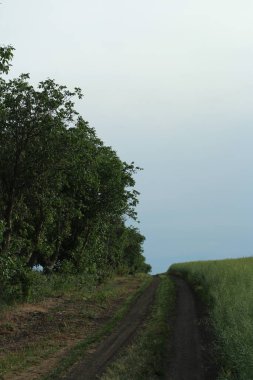 Kırsalda bir ağaç tarlası