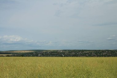 Yaz aylarında yeşil alan
