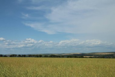 yeşil tarla ve mavi gökyüzü
