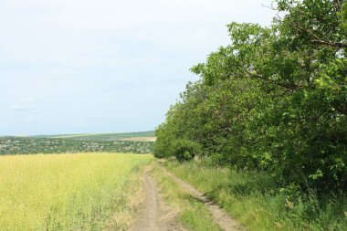 Mavi gökyüzü olan bir tarlası olan yaz manzarası