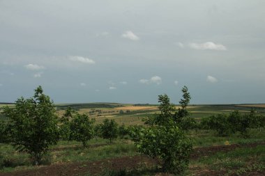 Bir sürü ağaçlı yeşil alan.