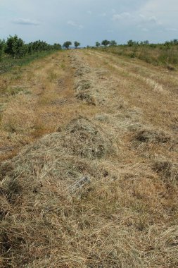 Kırsaldaki bir tarlada kuru saman