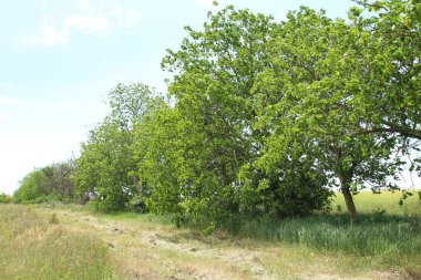 ormanda güzel ağaçlar