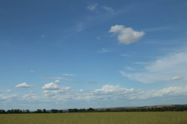 Büyük bir buğday tarlası olan güzel bir manzara.