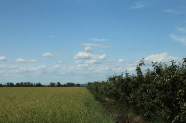 Buğday tarlasıyla yaz manzarası.