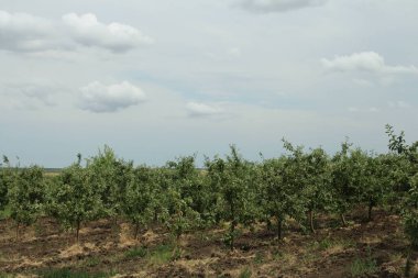 Genç yeşil çimen tarlası.