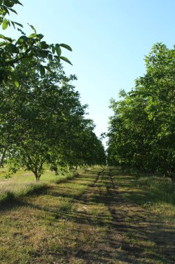 Elma bahçesi, yazın ağaçlar.