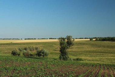 Yazın tarla tarlası