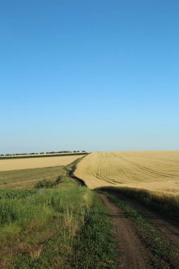 Buğday tarlası olan bir kırsal alan, kırsal bir yol.