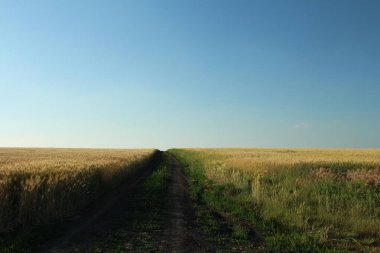 buğday alanında yol