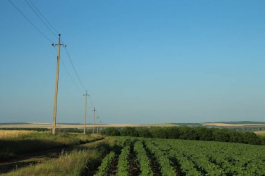 Buğday tarlası ve mavi gökyüzü