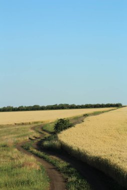 Kırsal kesimde toprak yolu olan güzel bir manzara.