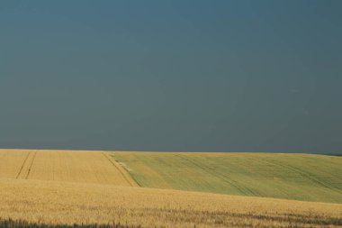 altın buğday alan ve bulutlu gökyüzü.
