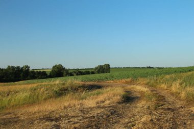 Kırsal yol ve yeşil çimenler