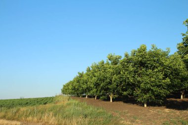 Tarlada, kırsalda büyüyen ağaçlar