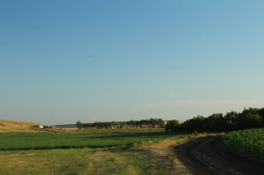 Buğday tarlası olan güzel bir manzara.