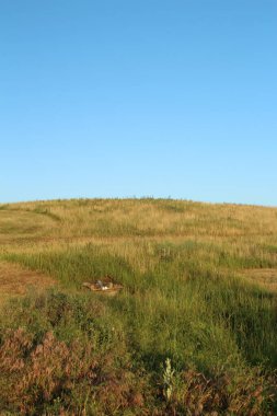 Çimen tarlası ve mavi gökyüzü olan güzel bir manzara.