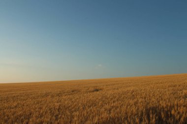 Güzel gökyüzü olan buğday tarlası