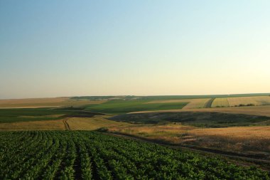 Buğday tarlası olan güzel bir manzara.