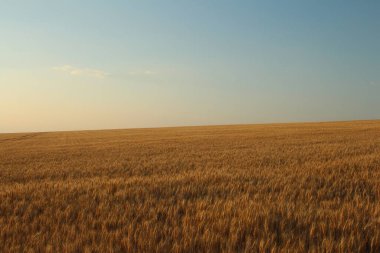 Altın bir günde buğday tarlası