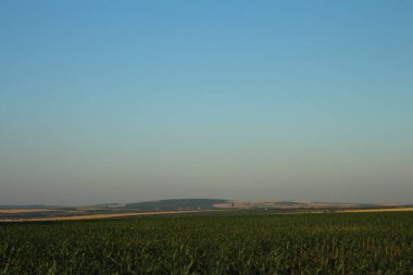 Buğday tarlasıyla güzel manzara