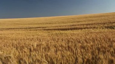 Buğday tarlası ve mavi gökyüzü