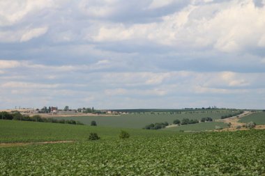 Mavi gökyüzünün arka planında üzüm bağları olan bir manzara.