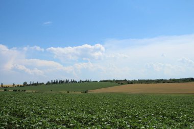 yeşil tarla ve mavi gökyüzü