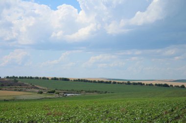 Yeşil buğday tarlaları ve mavi gökyüzü.