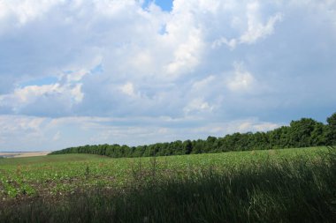 Mavi gökyüzü ile yeşil alan