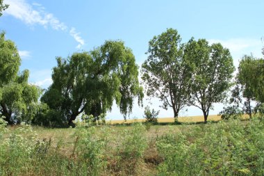 Arka planda çimen ve mavi gökyüzü olan ağaçlar