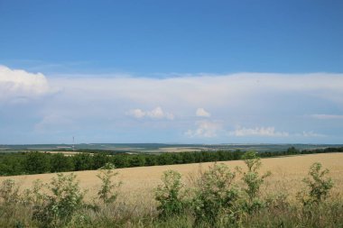 Buğday tarlası ve bulutlu gökyüzü olan güzel bir manzara.