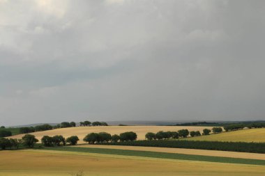 Buğday tarlası olan güzel bir manzara.