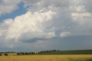 Yaz manzarası, tarla ve yeşil çimenler