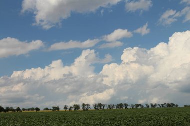 Beyaz bulutlu güzel bir tarla
