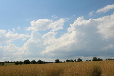Çimen tarlasında yaz manzarası ve bulutlu bir gökyüzü.