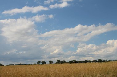 yeşil çim ve bulutlar