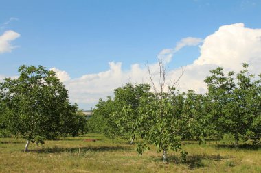 Bulutlu bir bahar gününde parkta yeşil elma ağaçları