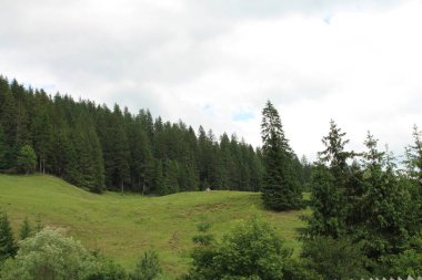 Dağlarda ormanı olan güzel bir dağ manzarası