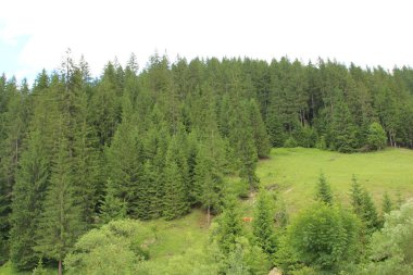 Bir dağ ve ormanı olan güzel bir manzara.