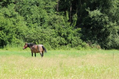 Tarlada güzel bir at