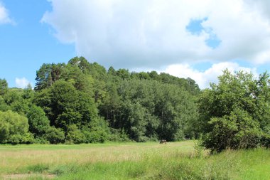 yeşil orman ve mavi gökyüzü.