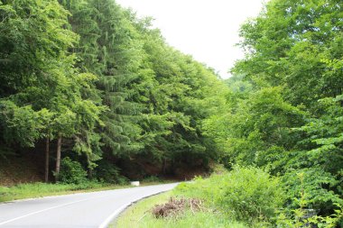 Ağaçların arasından geçen yol.