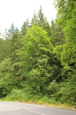 Dağlardaki ormanın güzel manzarası