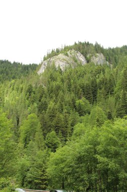 Slovakya 'daki güzel dağ ormanı