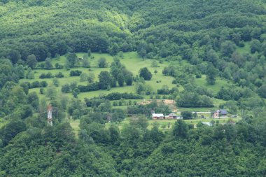 Karpat Dağları 'ndaki Yeşil Orman